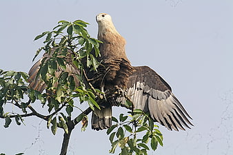 Pallas's Fish Eagle perched on tree branch with wings spread