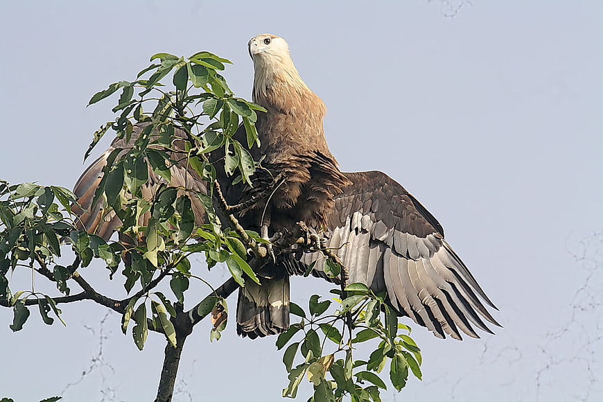 Pallas's Fish Eagle perched on tree branch with wings spread