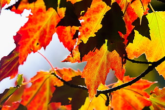 Vibrant Backlit Autumn Maple Leaves in Red and Yellow