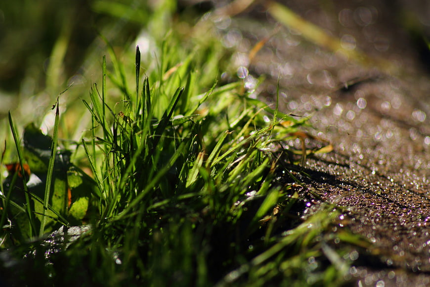 Close-up of green grass growing on wet stone path