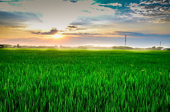 Vibrant Green Rice Paddy Field Landscape at Sunset