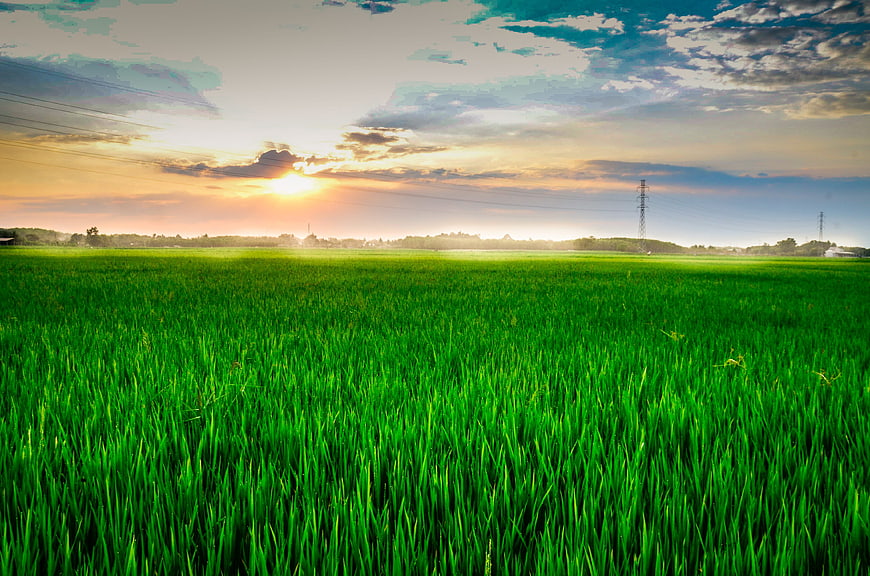 Vibrant Green Rice Paddy Field Landscape at Sunset