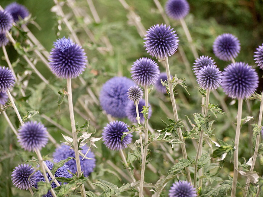 Purple Globe Thistle Flowers in a Garden