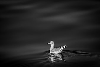 Solitary Seagull Floating on Dark Water in Black and White