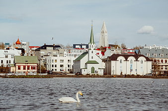 White swan swimming in front of Reykjavik city skyline