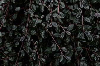 Dark Green Leaves with Red Stems Close-Up