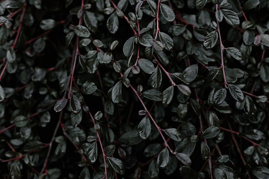 Dark Green Leaves with Red Stems Close-Up