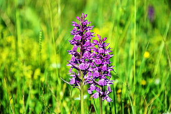 Purple Wild Orchid Blooming In Green Meadow