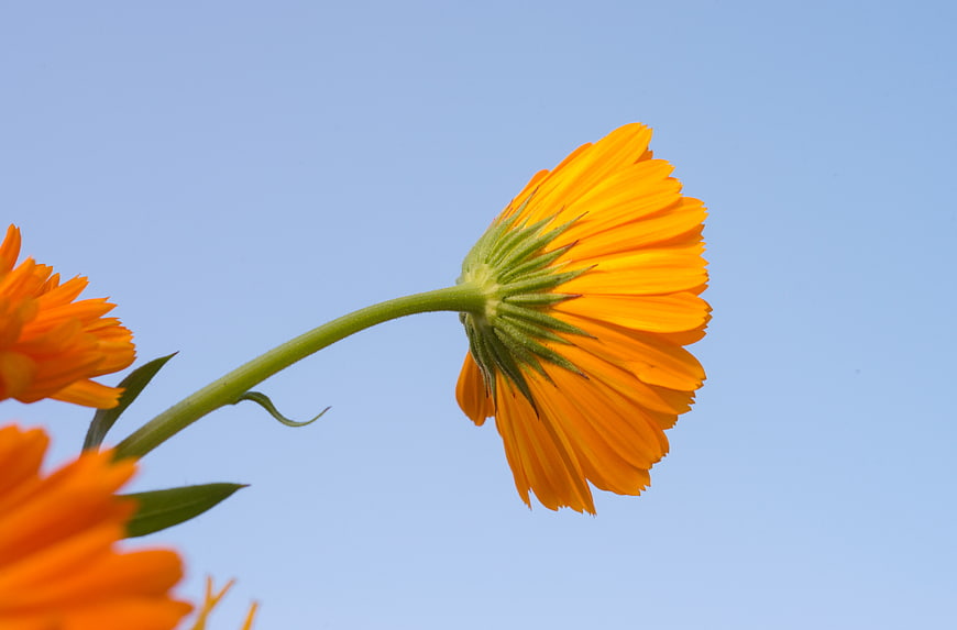 Orange Marigold Flower Against Blue Sky