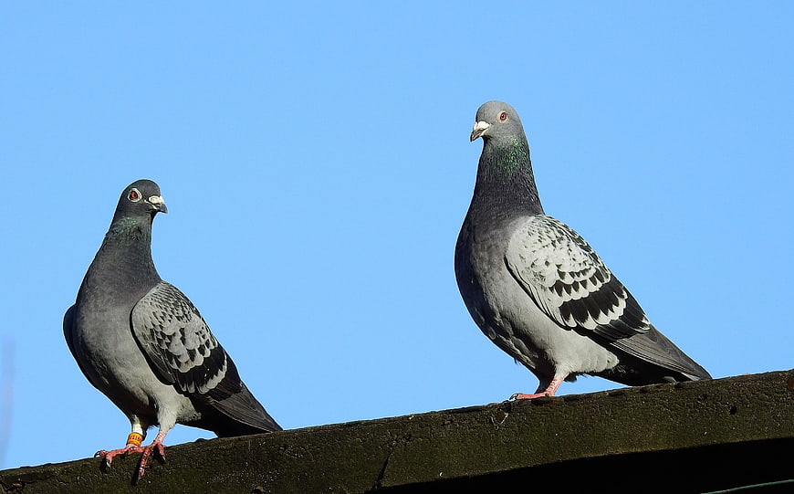 Two pigeons perched on a ledge against a clear blue sky