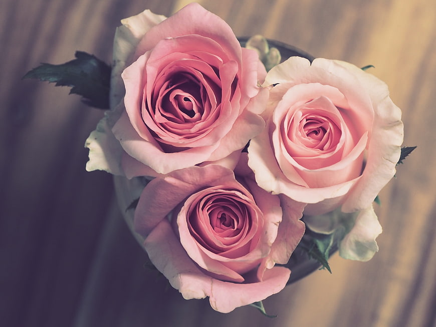 Top View of Pink Roses in a Vase on Wooden Table