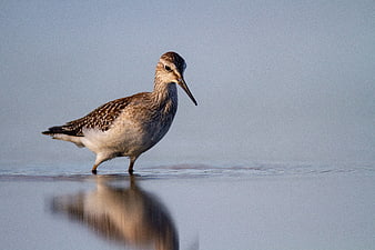 Wandering Tattler Bird Standing in Shallow Water with Reflection