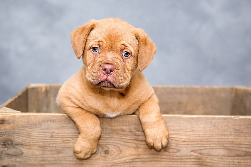 Cute brown puppy resting paws on wooden crate