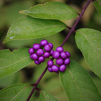 Close-up of purple berries on green leaves with water droplets
