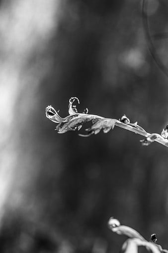 Black and white macro of a curled dried plant stem