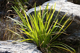 Green Iris Plant Growing Between Rocks in Sunlight