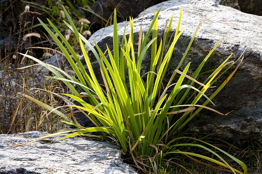 Green Iris Plant Growing Between Rocks in Sunlight