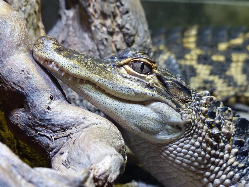 Close-up of Crocodile Head Resting on Wood