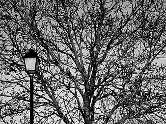 Black and white winter tree with street lamp