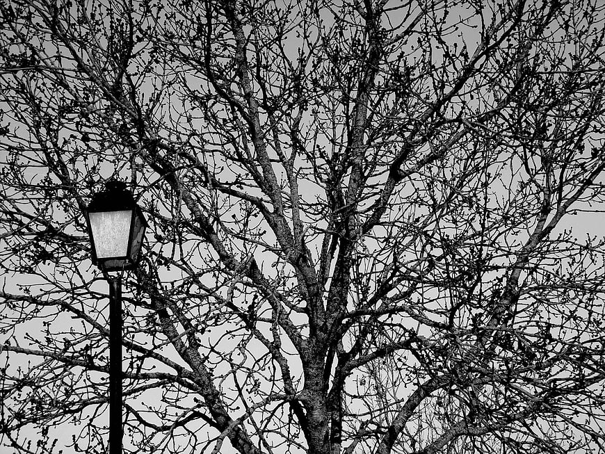 Black and white winter tree with street lamp
