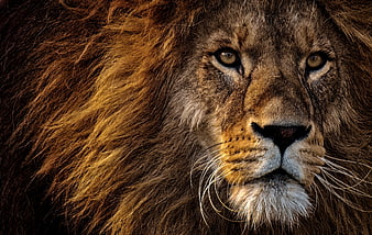 Close-up portrait of a male lion with intense gaze and detailed mane
