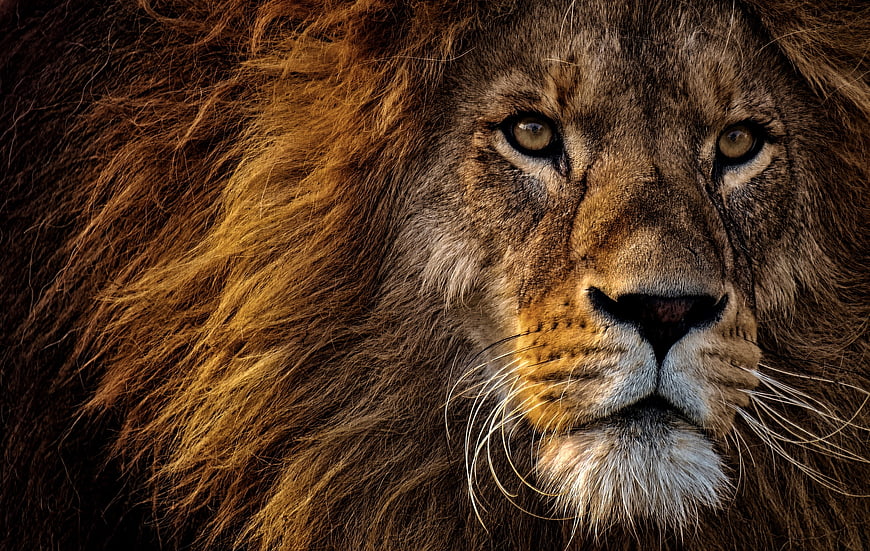 Close-up portrait of a male lion with intense gaze and detailed mane