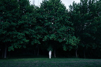 Lone figure in white standing under dark green trees