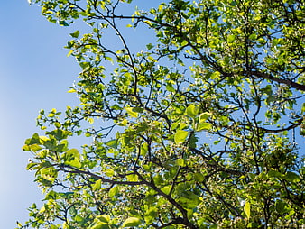 Sunlit Green Leaves and Branches Against Blue Sky