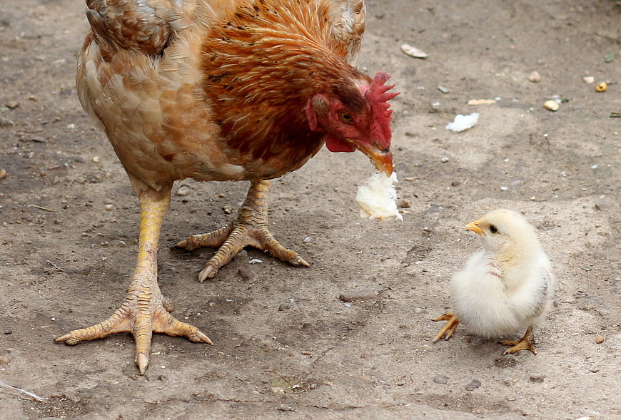 Mother Hen Feeding Fluffy Chick on Farmyard Ground