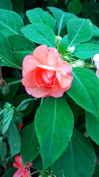 Close-up of a vibrant pink impatiens flower with green leaves