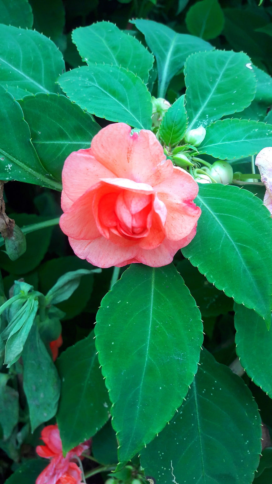 Close-up of a vibrant pink impatiens flower with green leaves