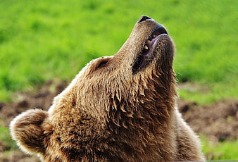 Close-up of Brown Bear Head Tilted Up on Green Grass