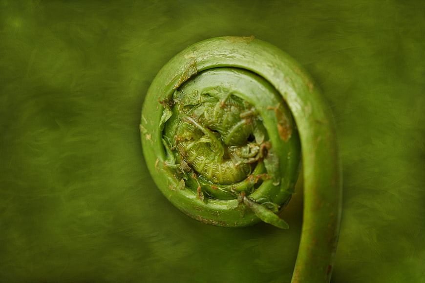 Close-up of a fresh green fiddlehead fern spiral