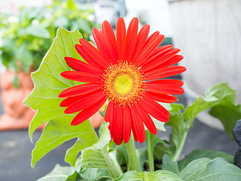 Vibrant Red Gerbera Daisy Close-Up