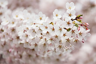 Close-up of delicate white cherry blossoms in spring