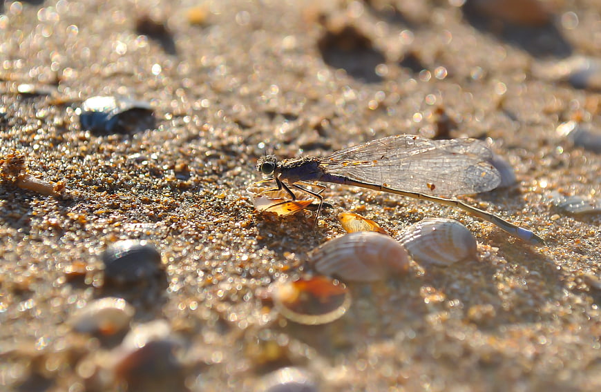 Blue damselfly resting on wet sand with seashells