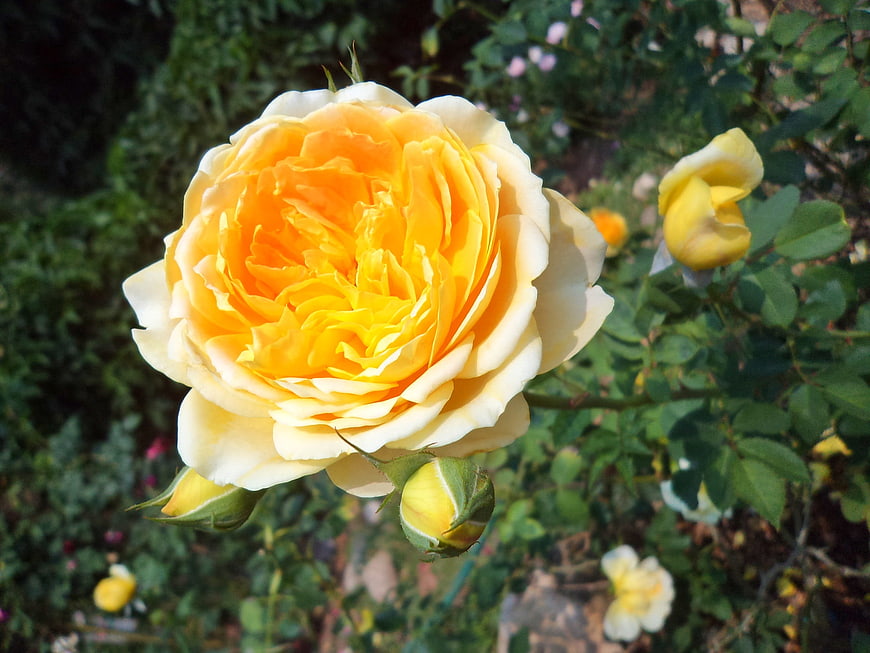 Close-up of a vibrant yellow rose in a garden