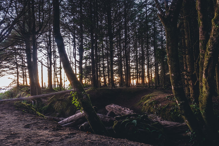 Sunlight filtering through dense mossy forest trees at dawn