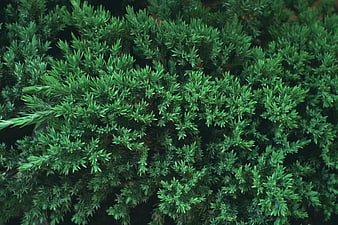 Close-up of dense green juniper foliage texture