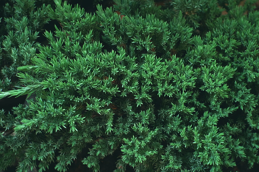 Close-up of dense green juniper foliage texture