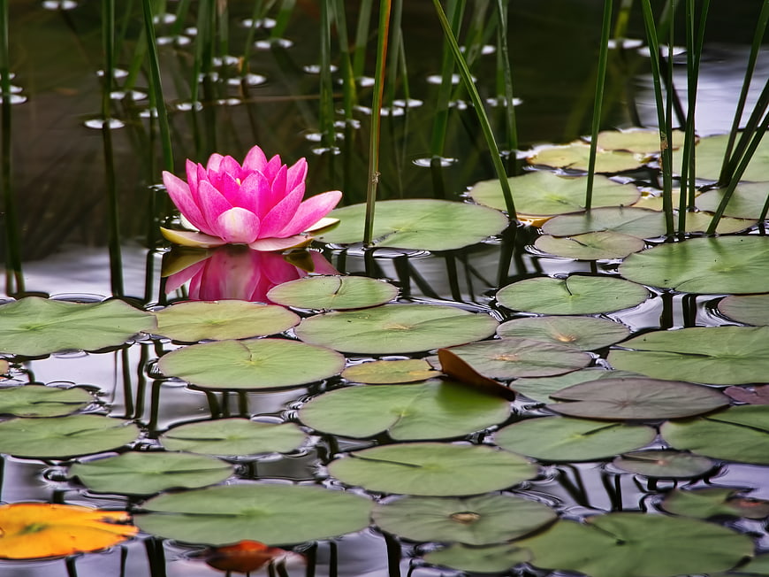 Pink Water Lily Blooming on Green Lily Pads in Pond