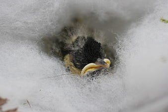 Close-up of a Great Tit Chick Nestling in White Cotton