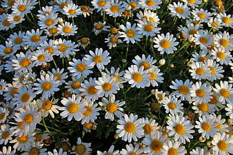 Dense Field Of White Daisies With Yellow Centers