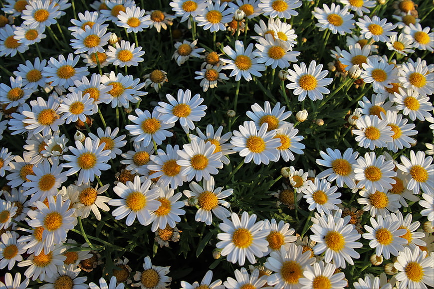 Dense Field Of White Daisies With Yellow Centers