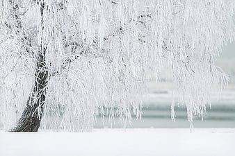Frost-covered willow tree branches in winter landscape