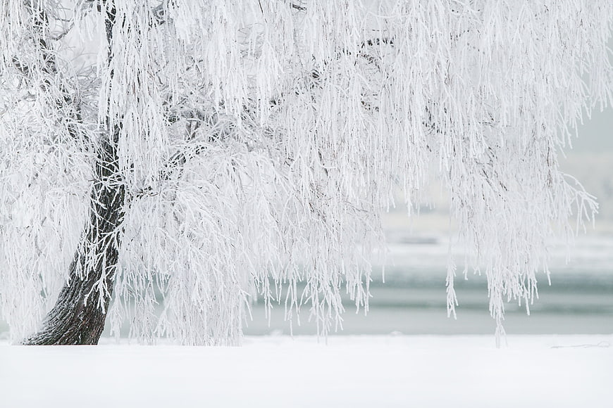 Frost-covered willow tree branches in winter landscape