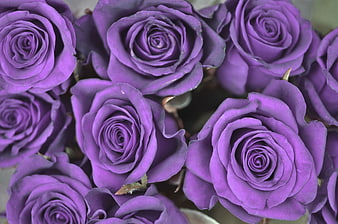 Close-up of purple roses in full bloom