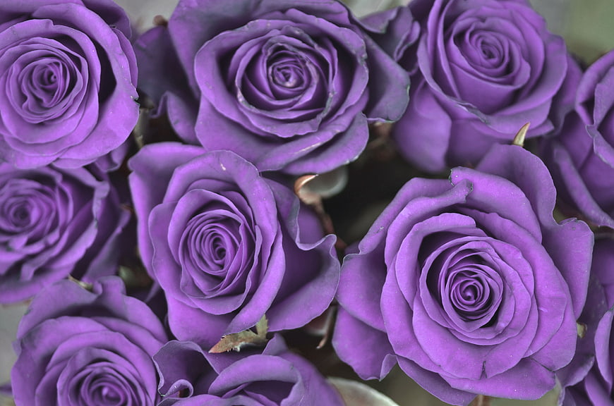 Close-up of purple roses in full bloom