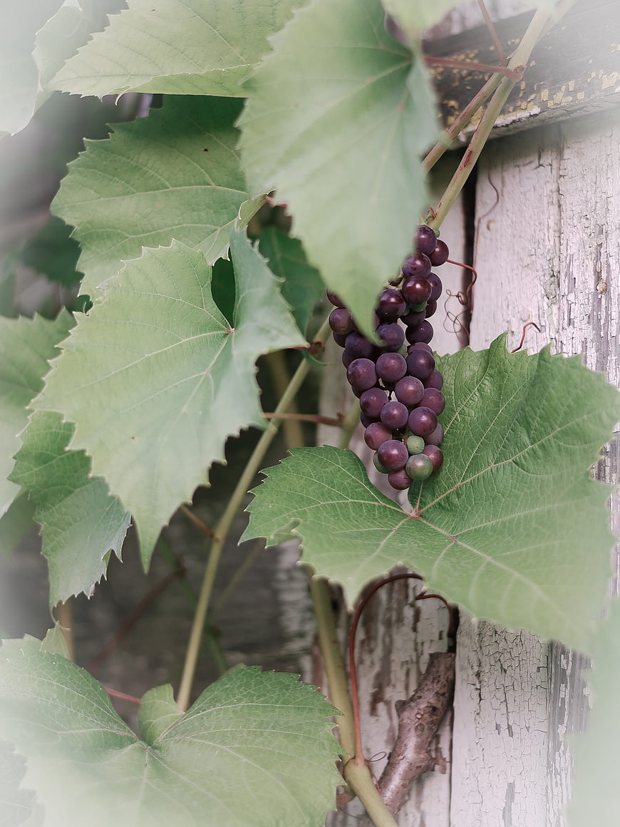 Ripe purple grapes hanging on vine with green leaves