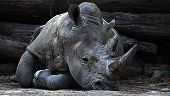 Resting White Rhinoceros in Naturalistic Zoo Enclosure